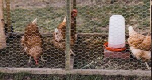 Tragedia en Carro Cué: Niño Muere por Descarga Eléctrica en su Gallinero