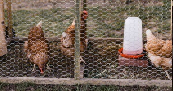 Tragedia en Carro Cué: Niño Muere por Descarga Eléctrica en su Gallinero