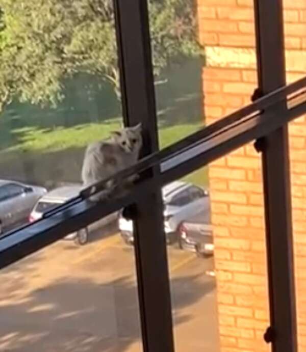 Video: así rescataron a un gato atrapado en el Palacio de Justicia de PJC - Nacionales - ABC Color