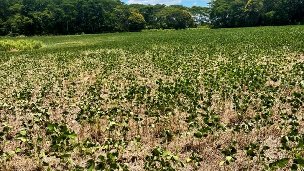 Estiman un abril con pocas lluvias, arriesgando cultivos