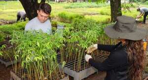 ITAIPU produjo 321.376 plantines forestales y medicinales en el primer trimestre del 2025