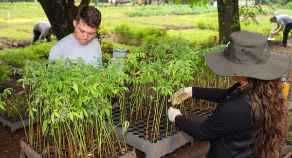 ITAIPU produjo 321.376 plantines forestales y medicinales en el primer trimestre del 2025