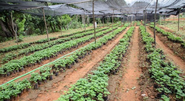 Areguá fortalece su identidad y tradición frutillera