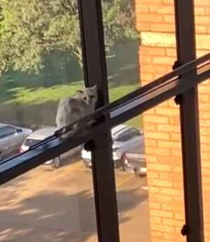 Video: así rescataron a un gato atrapado en el Palacio de Justicia de PJC - Mascotas - ABC Color
