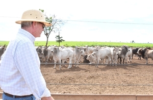 Reducción del hato ganadero estadounidense podría ser una oportunidad para exportadores paraguayos - 1000 Noticias