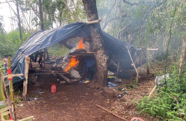 Incautan casi 7 toneladas de marihuana en operativos en Capitán Bado - El Trueno