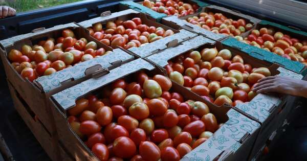 La Nación / ¿Tomates más baratos? Garantizan producción para cubrir el 100 % de la demanda local