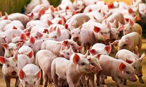 Productores lamentan exclusión del "picadito de carne de cerdo" de "Hambre Cero" - 1000 Noticias