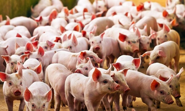 Productores lamentan exclusión del "picadito de carne de cerdo" de "Hambre Cero" - 1000 Noticias