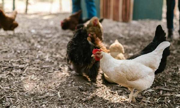 Brutal agresión por un supuesto robo de gallinas en Guayaibí – Prensa 5