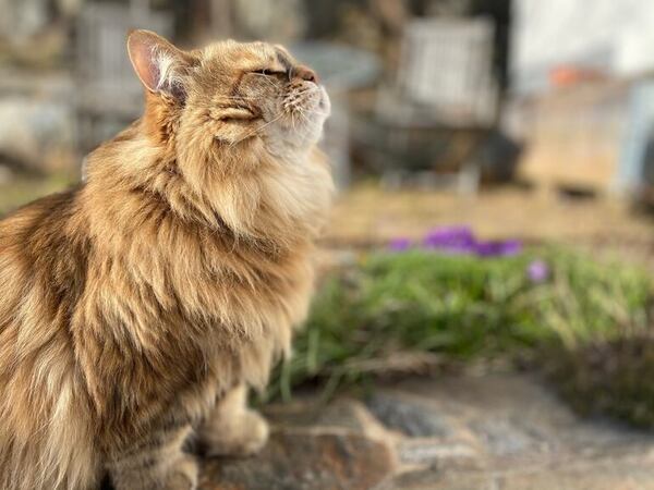 Gatos que se comportan como perros: una realidad asombrosa - Mascotas - ABC Color