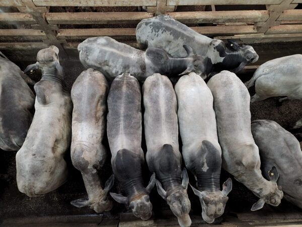 Precio del gordo sigue subiendo: negocios de confinamiento llegan US$ 4 a la carne