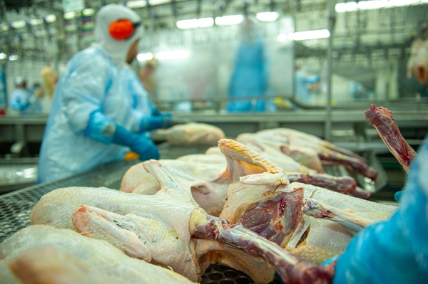 Exportación del sector avícola generó más USD 2 millones de ingresos en tres meses - MarketData