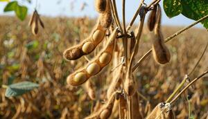 Producción de soja baja 15%: entre la sequía, la presión global y el impacto local - MarketData