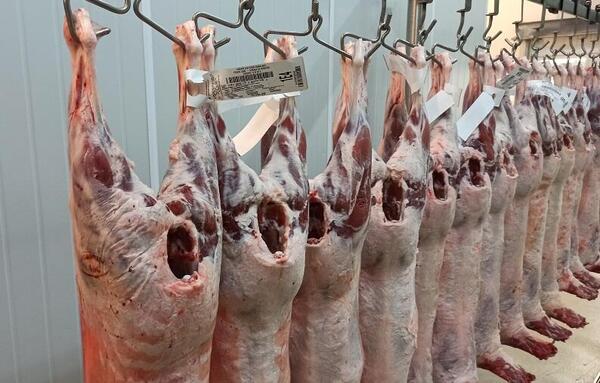 Uruguay: precio promedio de exportación de carne ovina aumentó 44%