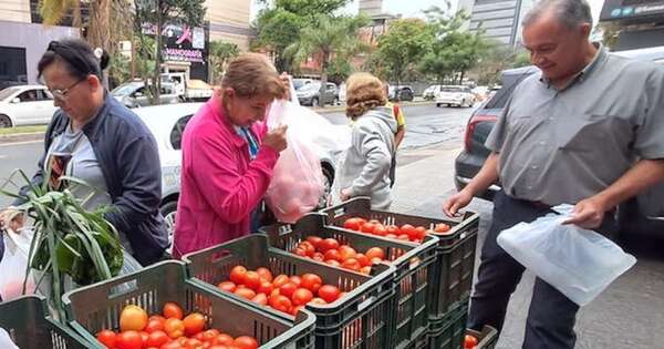 La Nación / Productores de tomate garantizan una buena cosecha y niegan crisis