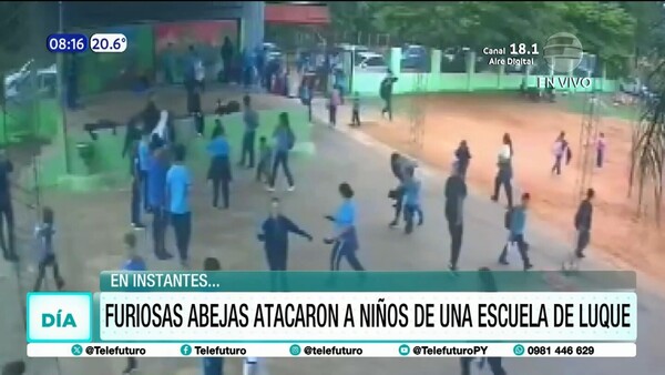 Furiosas abejas atacaron a niños de una escuela en Luque