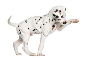 Perros que cambian de color al crecer: razas con mutaciones sorprendentes - Mascotas - ABC Color