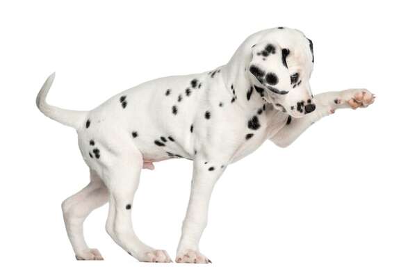 Perros que cambian de color al crecer: razas con mutaciones sorprendentes - Mascotas - ABC Color