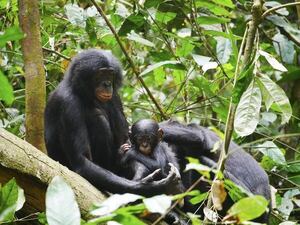 Bonobos combinan llamadas de forma compleja, similar al lenguaje humano - Ciencia - ABC Color