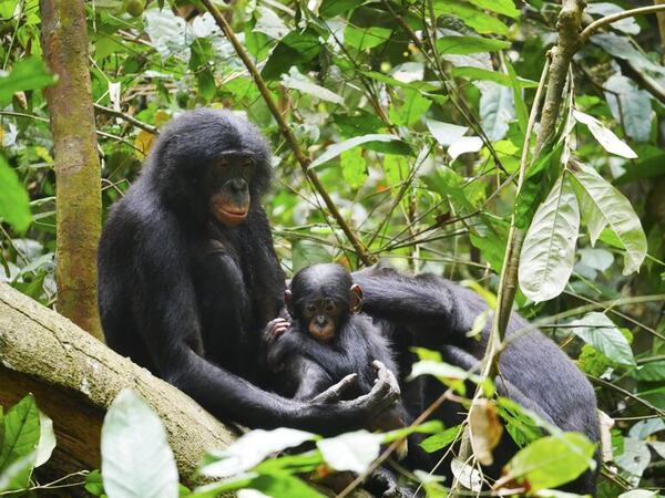 Bonobos combinan llamadas de forma compleja, similar al lenguaje humano - Ciencia - ABC Color