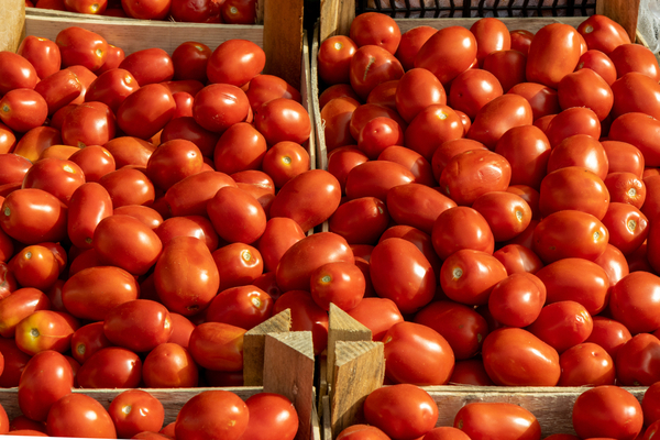Productores de tomate garantizan buena cosecha y niegan crisis