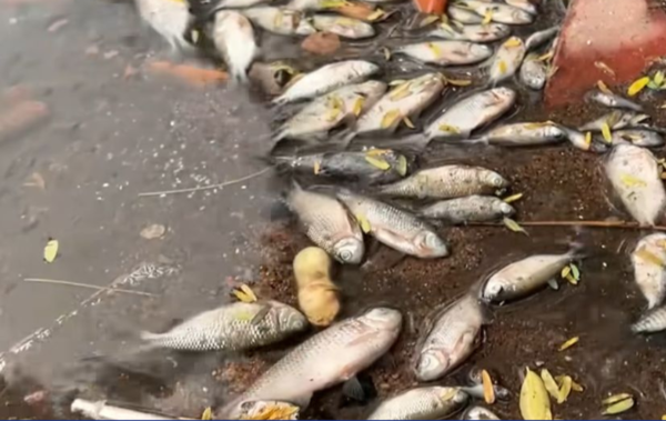 Convocan a minga ambiental tras mortandad de peces en el Arroyo Lambaré