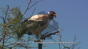 Al Natural: Jaguane, boa ha yryvu ruvicha - SNT