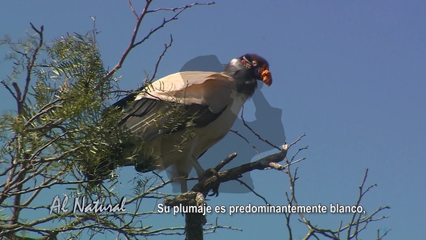 Al Natural: Jaguane, boa ha yryvu ruvicha - SNT