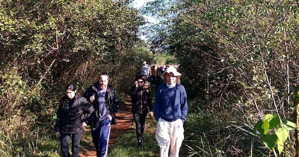 La Nación / Invitan a descubrir las plantas sagradas de la cultura guaraní