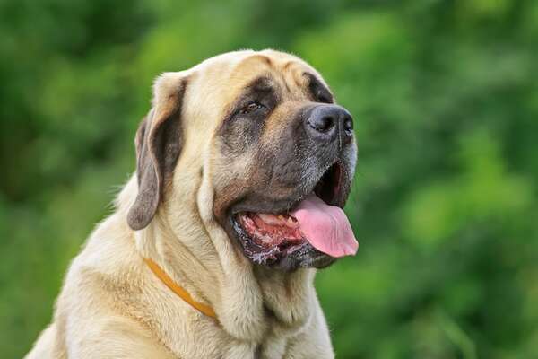 Razas de perros más fuertes: poder, resistencia y musculatura canina - Mascotas - ABC Color