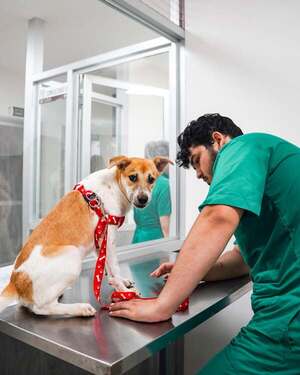Jornadas gratuitas de castración y vacunación: Veterinaria UNAE y la Dirección Nacional de Bienestar Animal unen esfuerzos por la comunidad