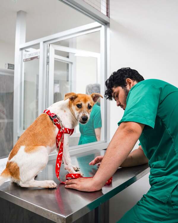 Jornadas gratuitas de castración y vacunación: Veterinaria UNAE y la Dirección Nacional de Bienestar Animal unen esfuerzos por la comunidad
