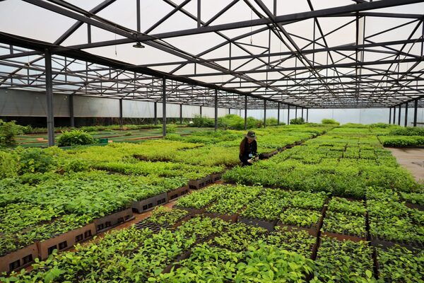 Itaipu produjo 321.376 plantines forestales y medicinales en los primeros meses del 2025 - .::Agencia IP::.