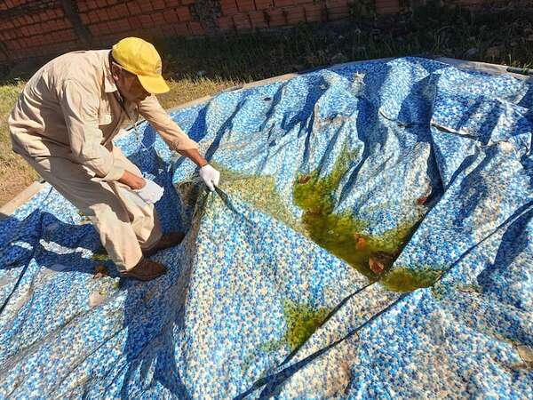Salud insta a no bajar los brazos y eliminar potenciales criaderos de dengue tras las lluvias - Nacionales - ABC Color
