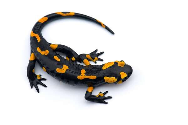 Regeneración animal: ¿qué podemos aprender de las salamandras y las estrellas de mar? - Ciencia - ABC Color