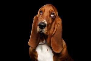El Basset Hound: un perro de orejas larguísimas y patas cortas - Mascotas - ABC Color