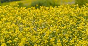 Canola: alternativa rentable, sostenible y valor agregado