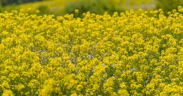 Canola: alternativa rentable, sostenible y valor agregado