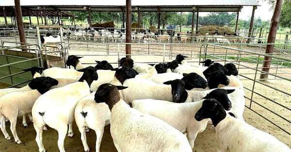 La Nación / BNF lanzará crédito de inversión a 5 años y tasa preferencial para productores ovinos