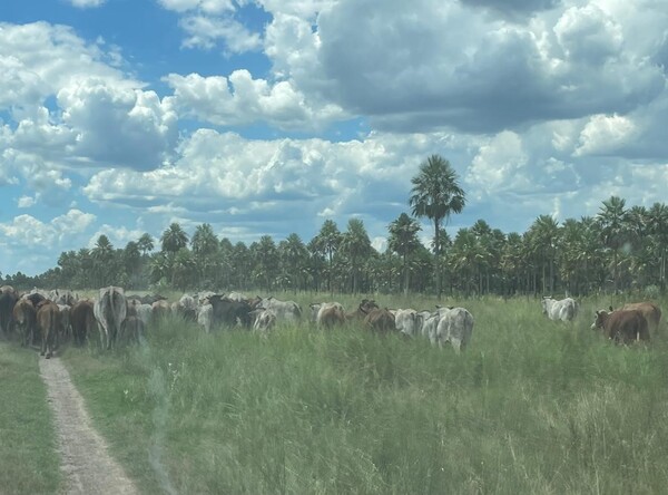 Abigeato en el Chaco: 21 imputados por el hurto de 400 cabezas de ganado