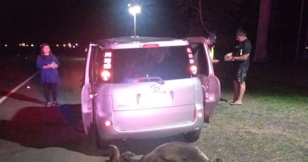 Diario HOY | Vehículo chocó contra una vaca que le salió en el camino en Villa Florida