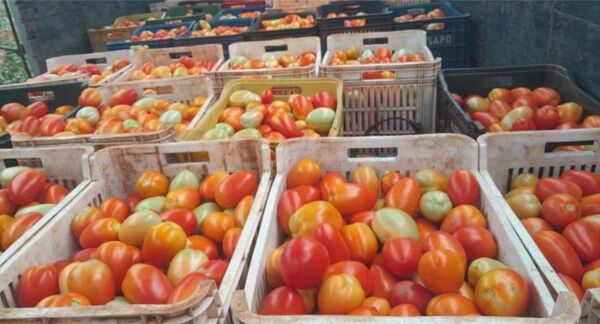Productores de Caaguazú logran buenas ganancias como proveedores de Hambre Cero