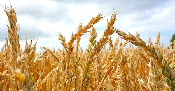 La Nación / El cultivo de avena va ganando espacio en el escenario agrícola