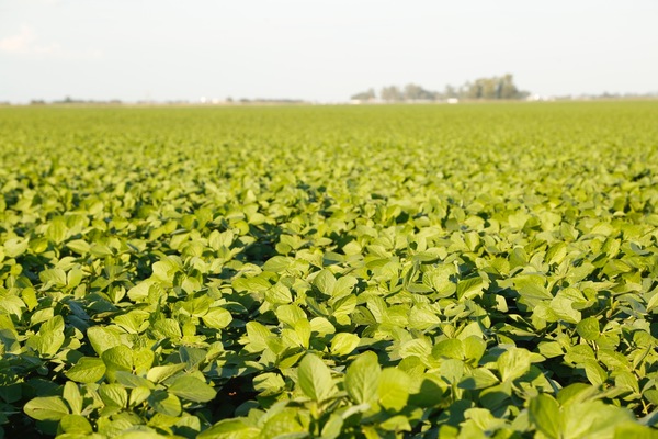 Exportador de soja afirmó que el crecimiento de la agricultura debe estar en una producción más eficiente