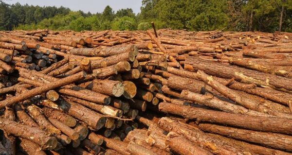 Madereros ven al nuevo escenario arancelario como una oportunidad estratégica para la industria