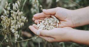 La Nación / El cultivo de avena gana espacio en el escenario agrícola
