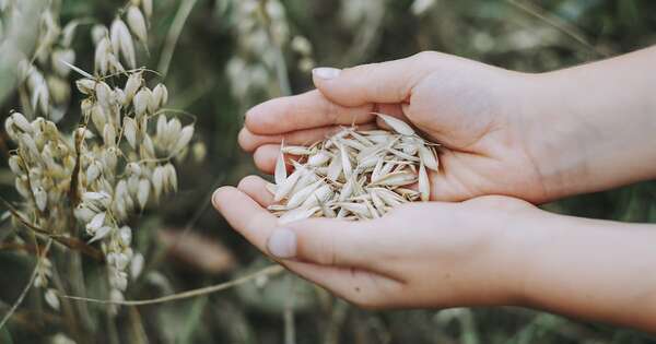La Nación / El cultivo de avena gana espacio en el escenario agrícola