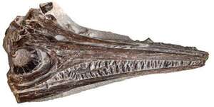 Nueva especie de ictiosaurio de la costa atlántica de Portugal ha sido identificada - Ciencia - ABC Color