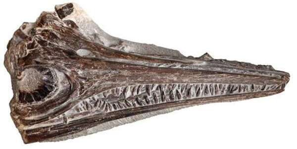 Nueva especie de ictiosaurio de la costa atlántica de Portugal ha sido identificada - Ciencia - ABC Color